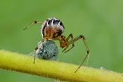 kleine wigwamspin (theridion sisyphium) 6-2012 9137